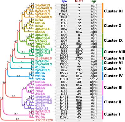 Atopic dermatitis-derived Staphylococcus aureus strains: what makes them special in the interplay with the host